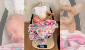 赤ちゃんが眠る電動バウンサーの中に潜り込んだ愛犬。ふたりで仲良く並んで見せてくれた寝顔が尊い【海外・動画】
