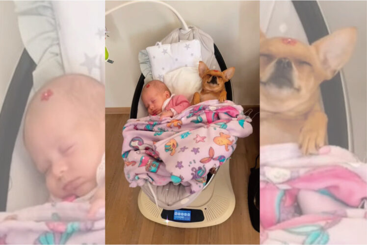 赤ちゃんが眠る電動バウンサーの中に潜り込んだ愛犬。ふたりで仲良く並んで見せてくれた寝顔が尊い【海外・動画】
