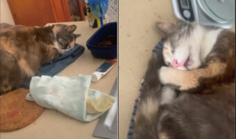 ティータオルがお気に入りの猫。タオルがどこに置いてあってもその上でスヤスヤお昼寝！！とても気持ちよさそうな寝顔です【海外・動画】