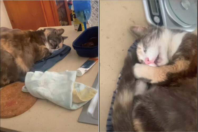 ティータオルがお気に入りの猫。タオルがどこに置いてあってもその上でスヤスヤお昼寝！！とても気持ちよさそうな寝顔です【海外・動画】