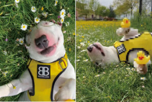 野花が咲き誇る原っぱで気持ちよさそうにヘソ天でお昼寝している犬。そこでこの子にイタズラしてみた結果・・・【海外・動画】