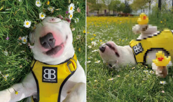 野花が咲き誇る原っぱで気持ちよさそうにヘソ天でお昼寝している犬。そこでこの子にイタズラしてみた結果・・・【海外・動画】