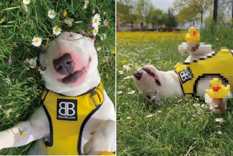 野花が咲き誇る原っぱで気持ちよさそうにヘソ天でお昼寝している犬。そこでこの子にイタズラしてみた結果・・・【海外・動画】