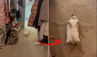 ぬいぐるみが落ちて転がっている・・・と思ったら！その正体は、なんと『お昼寝中のかわいいある動物』だったのです！！【アメリカ・動画】