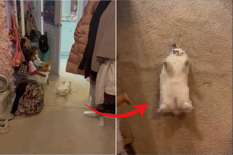 ぬいぐるみが落ちて転がっている・・・と思ったら！その正体は、なんと『お昼寝中のかわいいある動物』だったのです！！【アメリカ・動画】