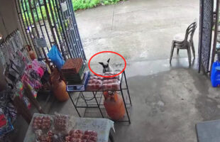 誰もいない店先にフラリとやって来た犬。店内はもちろん道路にも人影がないのを確認すると・・・、大胆な行動に出ました！！【海外・動画】