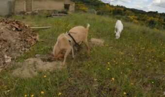 地面にできたくぼみや溝で頭をカキカキするヤギ。ところが夢中になって掻きすぎると、トンデモナイ目に遭うこともあるみたい【海外・動画】