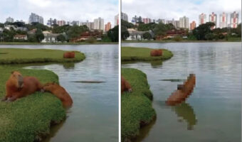 まるで水泳選手！？カピバラの子供が池で水中ジャンプし潜っていくそのフォームが・・・、なんだかスゴくてパーフェクト！！【海外・動画】