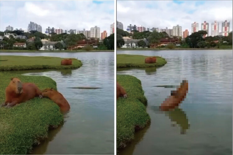 まるで水泳選手！？カピバラの子供が池で水中ジャンプし潜っていくそのフォームが・・・、なんだかスゴくてパーフェクト！！【海外・動画】