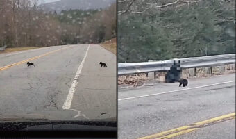 ぬいぐるみがトテトテと道路を横断していると思ったら?!道路の反対側から『巨大なあの動物』が姿をあらわしました!!【アメリカ・動画】