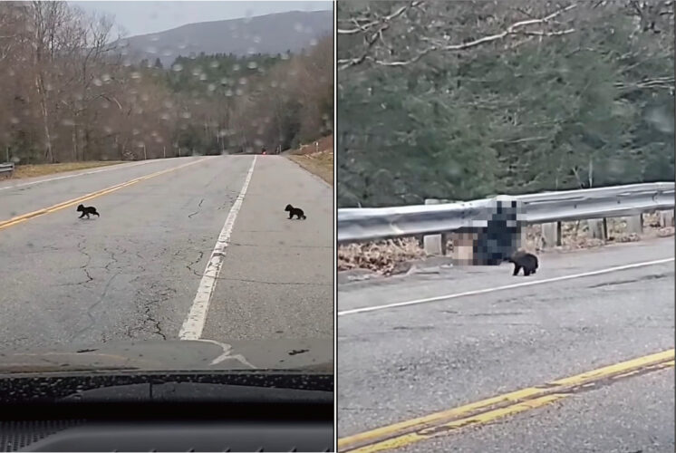 ぬいぐるみがトテトテと道路を横断していると思ったら？！道路の反対側から『巨大なあの動物』が姿をあらわしました！！【アメリカ・動画】