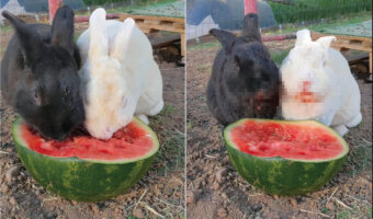 シャクシャクと食べるのが止まりません!口の周りを真っ赤にしてスイカを熱心に食べ続けるウサギたち【アメリカ・動画】