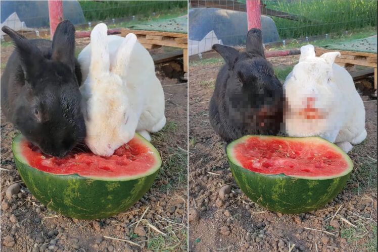 シャクシャクと食べるのが止まりません！口の周りを真っ赤にしてスイカを熱心に食べ続けるウサギたち【アメリカ・動画】