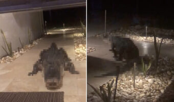 「夜分にすみません・・・」玄関前にあらわれた恐怖の訪問者。その姿にゾッと震える【アメリカ・動画】