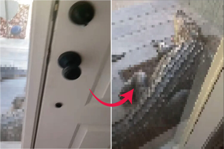 玄関からする物音。配達でも来たのかと思って向かったら・・・、なんとドアの前にはトンデモナイ来客の姿が！【アメリカ・動画】