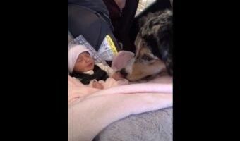 赤ちゃんと「はじめまして」の挨拶をしたオーストラリアン・シェパード。やさしく赤ちゃんを見守り、寄り添う姿が尊い【海外・動画】