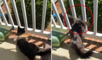 子猫のハーネスに装着された『あるもの』。実はこれ、子猫がベランダから抜け出すのを阻止する画期的なアイテムでした！【アメリカ・動画】