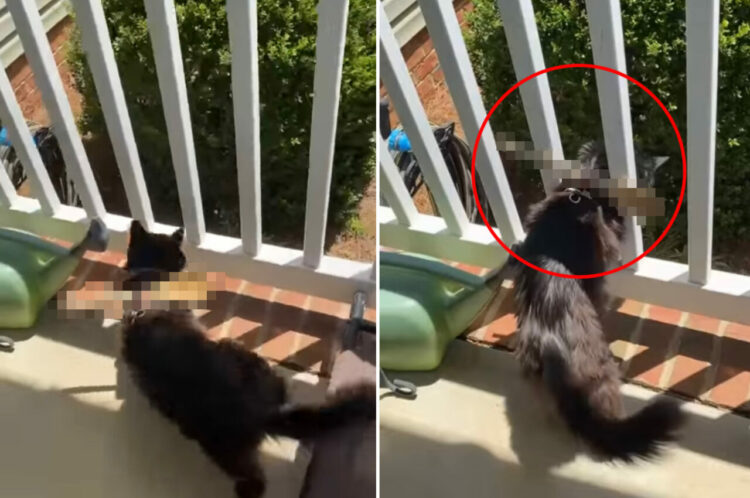 子猫のハーネスに装着された『あるもの』。実はこれ、子猫がベランダから抜け出すのを阻止する画期的なアイテムでした！【アメリカ・動画】