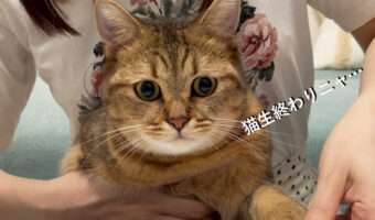 「これで猫生終わったニャ・・・」連帯保証猫というパワーワードと表情が最高すぎる！