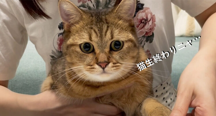 「これで猫生終わったニャ・・・」連帯保証猫というパワーワードと表情が最高すぎる！