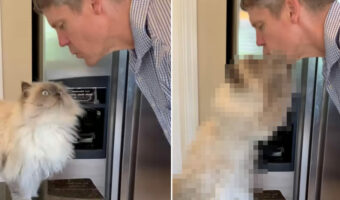 パパさんへの愛情表現が情熱的すぎる猫。キスをおねだりされると・・、恋人のようなロマンチックで甘〜〜い行動を取りました!!【海外・動画】