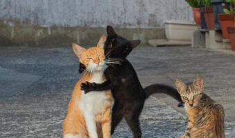 「だいすき」が伝わってくる猫の写真が凄くイイ!