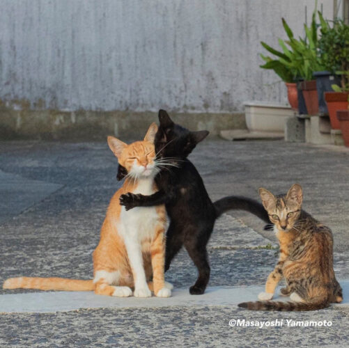 「だいすき」が伝わってくる猫の写真が凄くイイ！