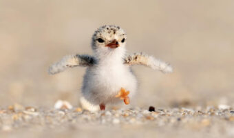 Twitterでバズったカモメの赤ちゃんの写真　実際の撮影者のInstagramを紹介！