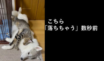 落ちちゃった!シベリアンハスキーと猫の日常風景が癒される