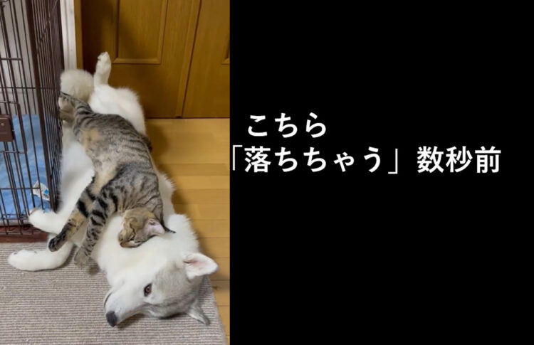 落ちちゃった！シベリアンハスキーと猫の日常風景が癒される