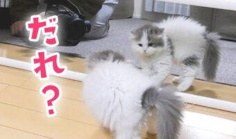 鏡に写った自分を大威嚇する!子猫「おすし」が可愛すぎる
