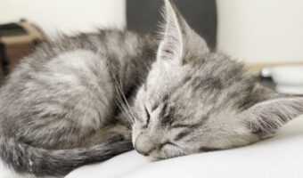 【可愛すぎる動画】たった14秒で多量のかわいいを摂取できる！？かわいいを補充したい方はこちらをどうぞ。