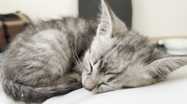 【可愛すぎる動画】たった14秒で多量のかわいいを摂取できる！？かわいいを補充したい方はこちらをどうぞ。