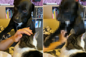 ヤキモチ焼きな犬は飼い主さんを独占したい！飼い主さんが猫を撫でようとすると・・、「自分だけを撫でて！」とある行動に出ました！！【動画】