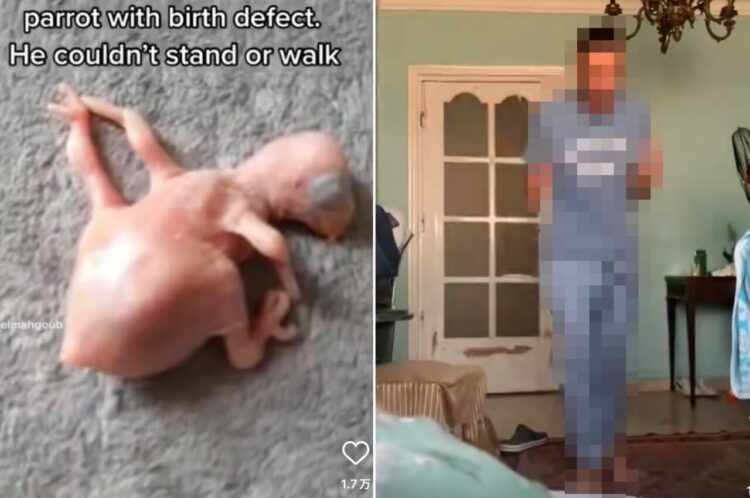 【世界で話題となった動画】先天性欠損症で産まれたインコのヒナ。献身的に治療した男性が、ヒナが歩いた喜びを爆発させる動画に感動！