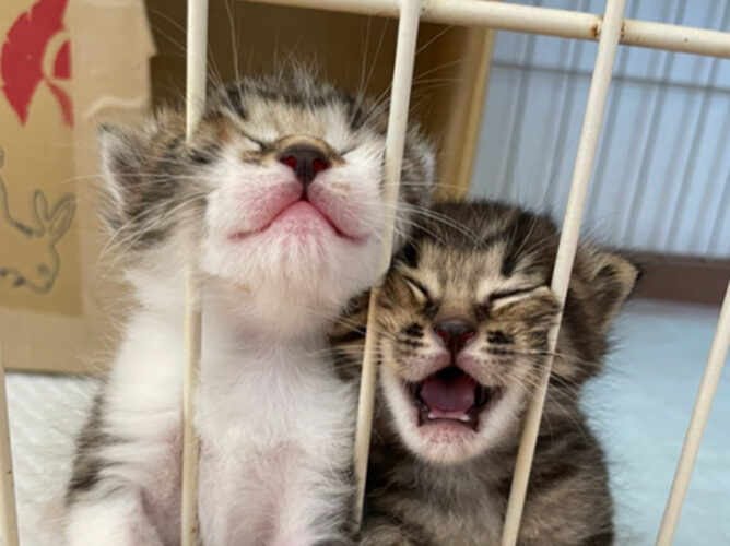 これは教科書に載せるべき！子猫たちの「ミルクよこせの乱」が尊い