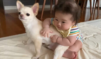 赤ちゃんがひとり座りの練習をしているとチワワのお兄ちゃんがやってきて「僕が支えになるから頑張れ!」犬と人の兄弟愛溢れる姿に癒された!