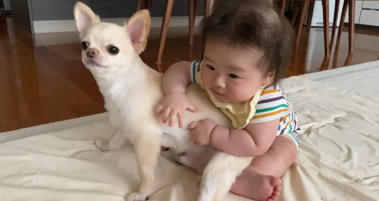 赤ちゃんがひとり座りの練習をしているとチワワのお兄ちゃんがやってきて「僕が支えになるから頑張れ！」犬と人の兄弟愛溢れる姿に癒された！