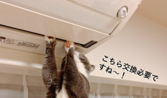 今年のエアコン業者は猫の手も借りたいらしい！Twitterで話題の業者猫が可愛すぎる