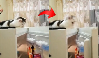 「閉めないで」って言ってるの？飼い主さんが冷蔵庫の扉を閉めようとする度に、冷蔵庫の上にいる猫がとるそのリアクションとは！！【海外・動画】