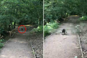 全力疾走しているフレンチブルドッグ。その口には、特大サイズのオモチャがくわえられていました！【海外・動画】