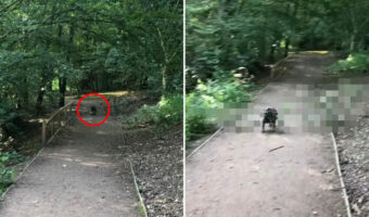 全力疾走しているフレンチブルドッグ。その口には、特大サイズのオモチャがくわえられていました!【海外・動画】