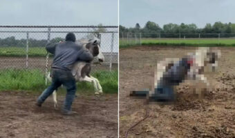 ポニーとはいえその力は侮れない！逃げ出すポニーに体重100kg超の男性が立ち向かいました！！果たして、その結果は・・【アメリカ・動画】