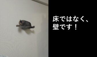 CGや合成ではありません！まるで映画スター！「壁を走る猫」の躍動感が凄い！