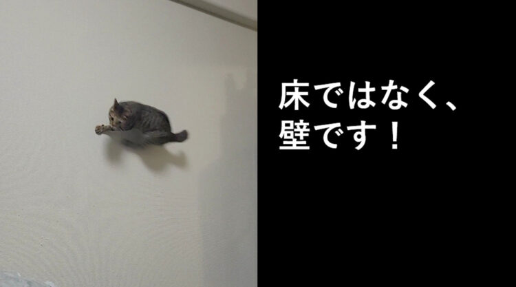 CGや合成ではありません！まるで映画スター！「壁を走る猫」の躍動感が凄い！