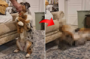 後ろ足で立ち上がりぬいぐるみをハグする犬。それはなんとも愛らしい光景でしたが・・・、直後に『あるハプニング』が！【海外・動画】