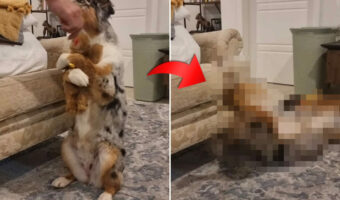後ろ足で立ち上がりぬいぐるみをハグする犬。それはなんとも愛らしい光景でしたが・・・、直後に『あるハプニング』が!【海外・動画】