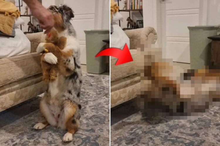 後ろ足で立ち上がりぬいぐるみをハグする犬。それはなんとも愛らしい光景でしたが・・・、直後に『あるハプニング』が！【海外・動画】