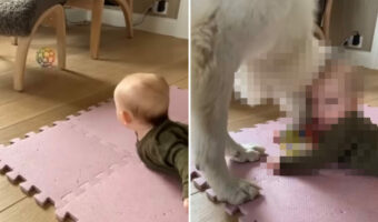 赤ちゃんの手から落ちたのか放ったのか、転がったボールを愛犬が・・・!微笑ましいその光景、遊んであげているのはどっち?【海外・動画】