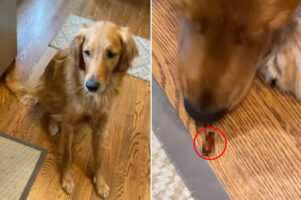 申し訳なさそうにしているゴールデンレトリバー。実はこの子、口の中に『あるもの』を隠していたのです！！【アメリカ・動画】